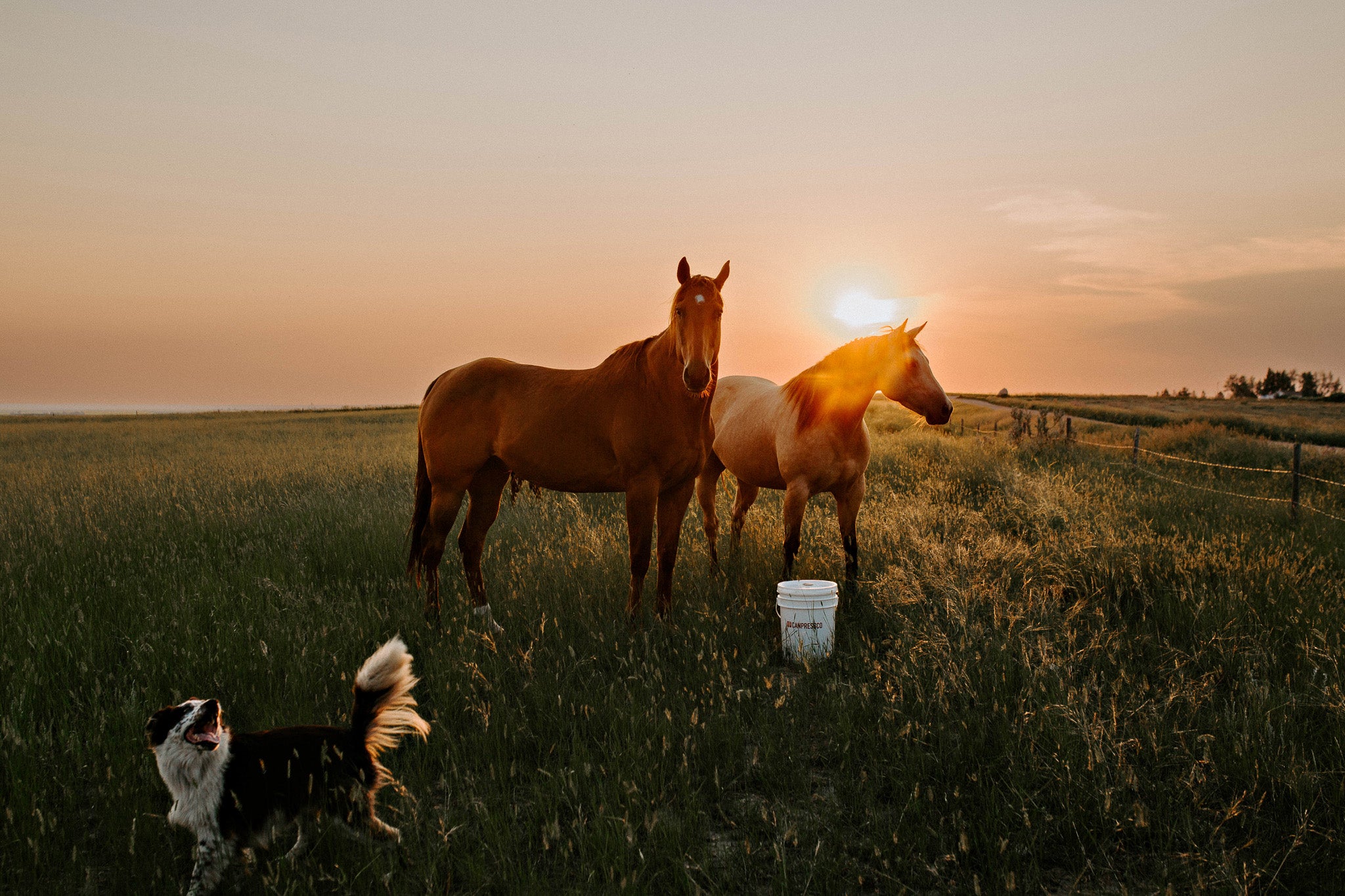Canpressco Camelina Oil
