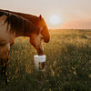 Camelina Oil - 20L Pail